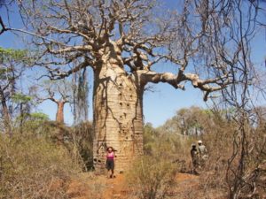 Baobab à Ifaty