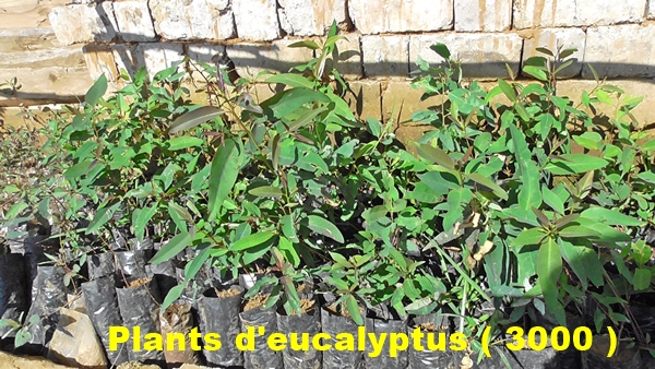 Plants d'eucalyptus pour reboiser le site en 2016