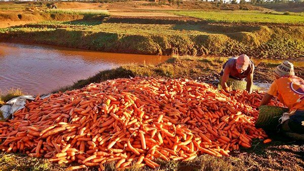 Récolte de carottes