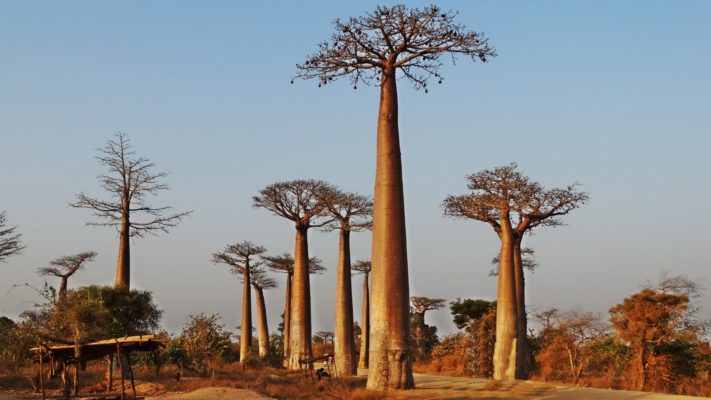 Morondava: l'allée des baobabs