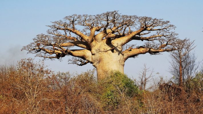 Baobab à l'ouest