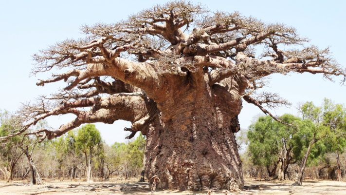 Le plus vieux baobab de Madagascar