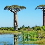 Baobabs à l' Ouest