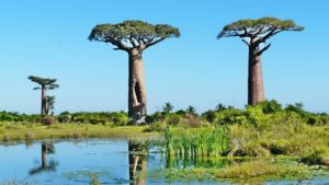 Baobabs à l' Ouest