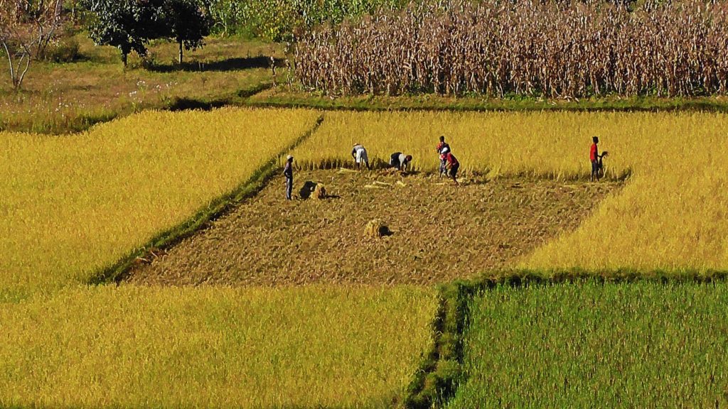 rizière : ramassage du riz