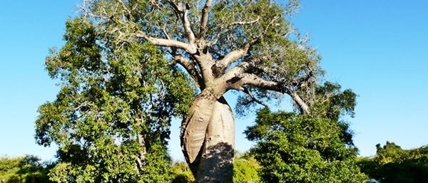 Les baobabs amoureux