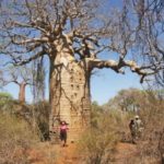 Baobab à Ifaty